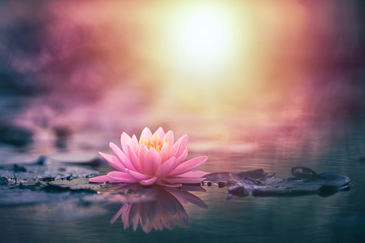 enHealing - Energetischen Praxis, persönlichen Entwicklung und Vitalstoffberatung - Eine rosafarbene Seerose treibt auf ruhigem Wasser im sanften, leuchtenden Licht des Sonnenuntergangs.