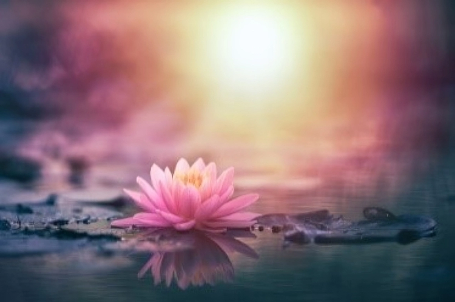 enHealing - Energetischen Praxis, persönlichen Entwicklung und Vitalstoffberatung - Eine rosafarbene Seerose treibt auf ruhigem Wasser im sanften, leuchtenden Licht des Sonnenuntergangs.