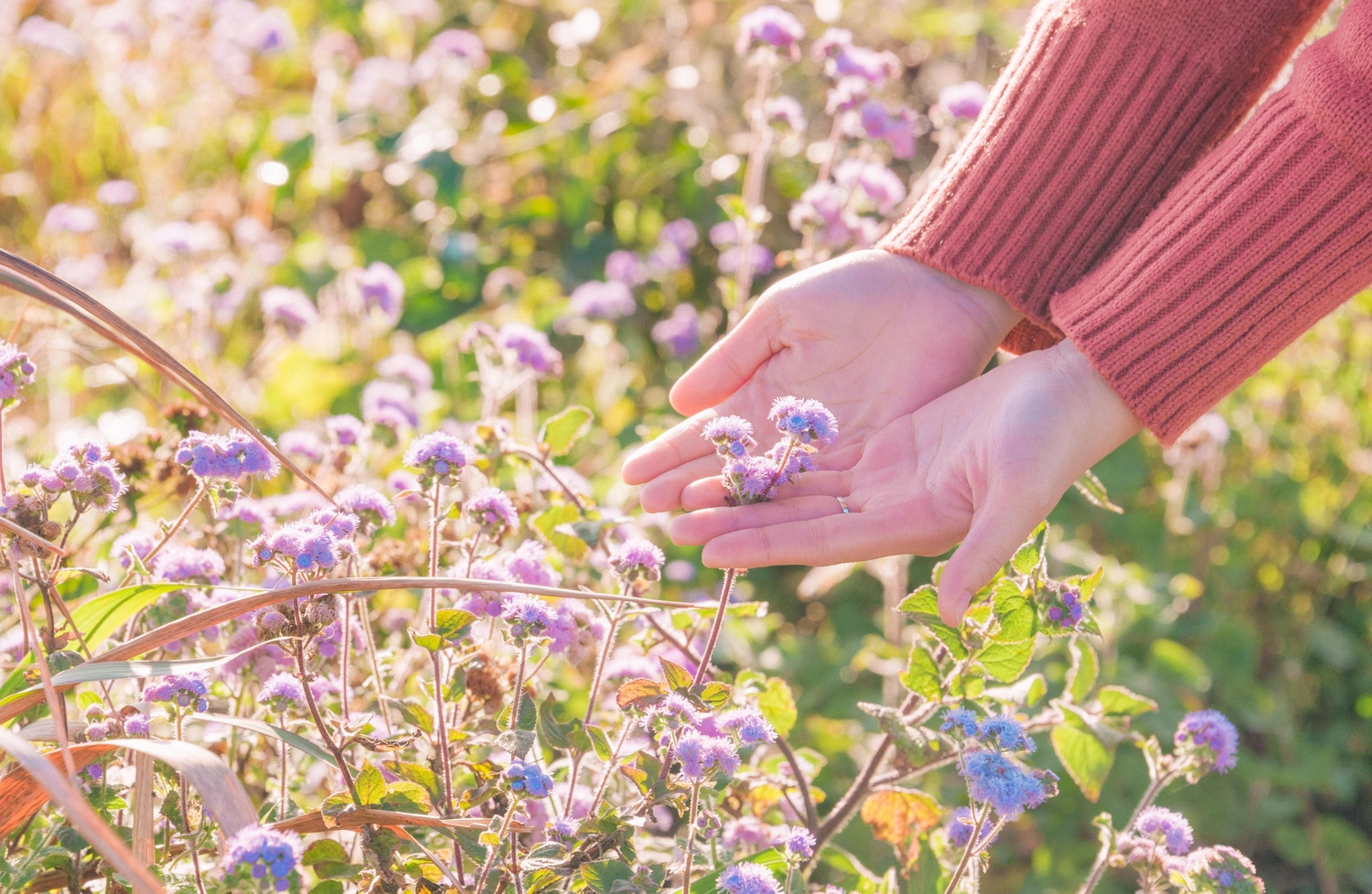 enHealing - Energetischen Praxis, persönlichen Entwicklung und Vitalstoffberatung - Hände halten zarte, violette Ageratum-Blüten auf einer sonnenbeschienenen Wiese.