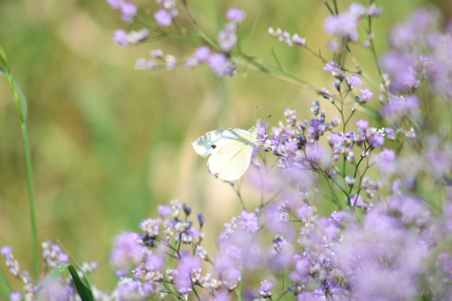 enHealing - Energetischen Praxis, persönlichen Entwicklung und Vitalstoffberatung - Ein violetter Schmetterling auf wilden weißen Veilchenblüten im Gras im Sonnenlicht, Makroaufnahme. Frisches, künstlerisches Bild der Schönheit der Natur am Morgen im Frühling und Sommer. Selektiver Weichzeichner.